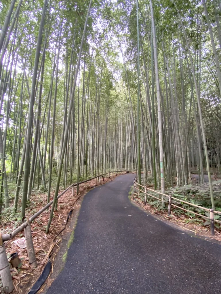 bamboo, bamboo forest, kyoto, 