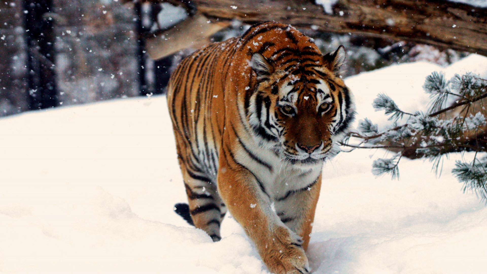 maruyama zoo, maruyama,